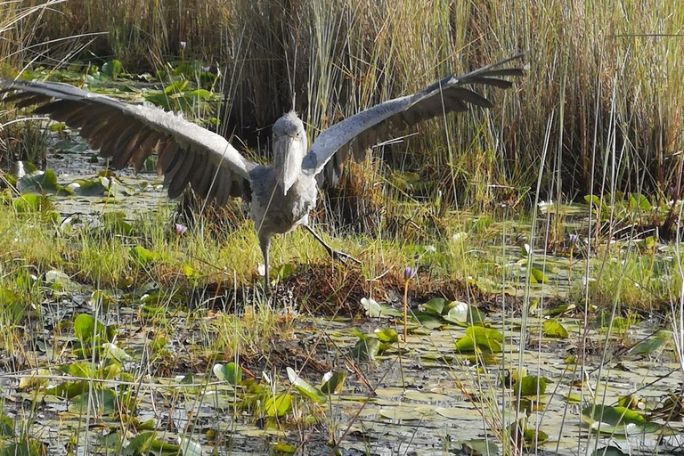 Entebbe: tour in barca alla ricerca del becco a scarpa nella palude di Mabamba