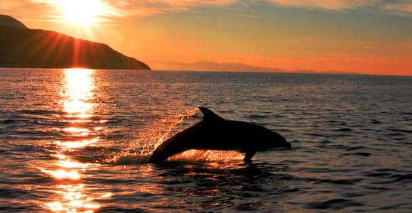 Dolphin Watching & Treasures of the Gulf of Olbia Shared Experience