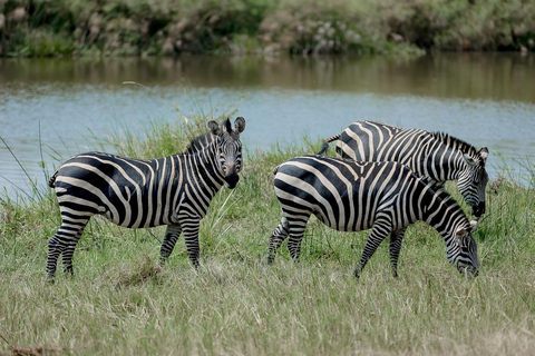 1 Day Mabamba Boat cruise and Entebbe Zoo Visit