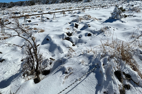 Wandeling Hallasan op het eiland Jeju, de hoogste berg van Zuid-KoreaJeju Hallasan; Sneeuwbloemenwandeltocht met lunch