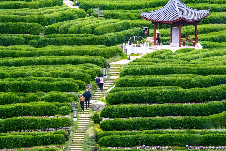 Hangzhou Tea Heritage: A Master-led Tea Harvest & Whisking