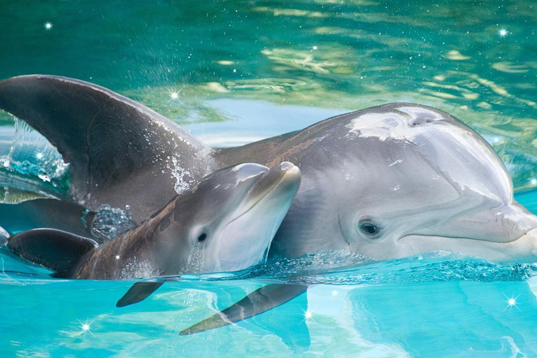 Alanya : spectacle de dauphins avec prise en charge et retour à l&#039;hôtelAlanya : spectacle de dauphins et baignade facultative avec les dauphins