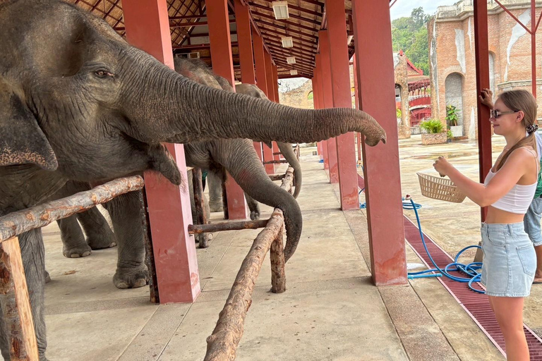 Phuket: Reserva de elefantes Freedom - Paseo por la naturaleza etéreaPhuket: Tour por la reserva natural Freedom Elephant Reserve con paseo y alimentación de elefantes