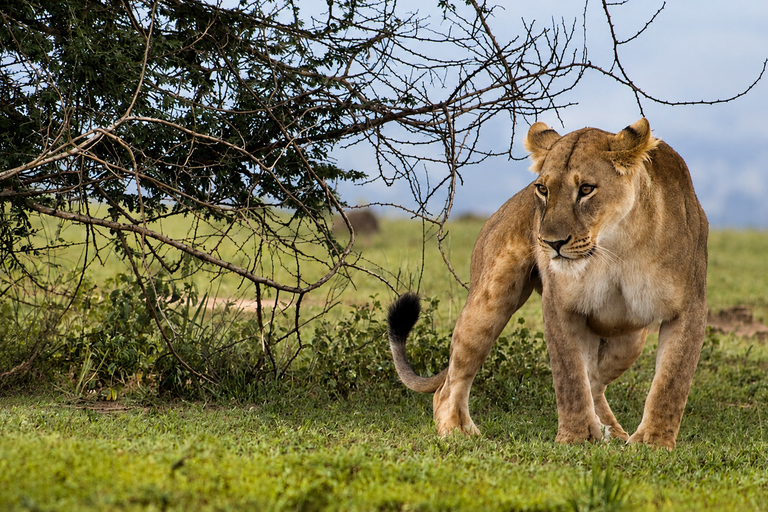 From Arusha: 3-Day Tarangire and Serengeti Safari Adventure