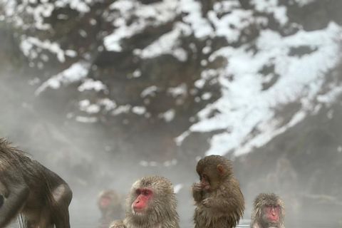 Nagano: Ausflug zum Togakushi-Schrein und zum Jigokudani-Schneeaffenpark