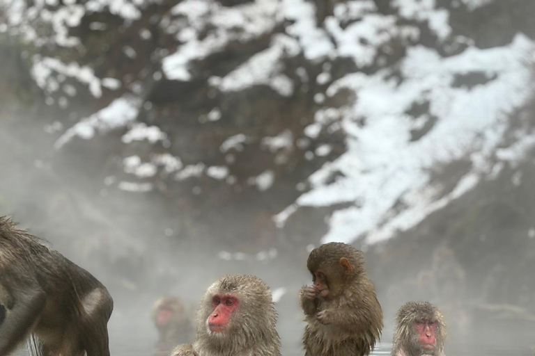 Nagano: Ausflug zum Togakushi-Schrein und zum Jigokudani-Schneeaffenpark