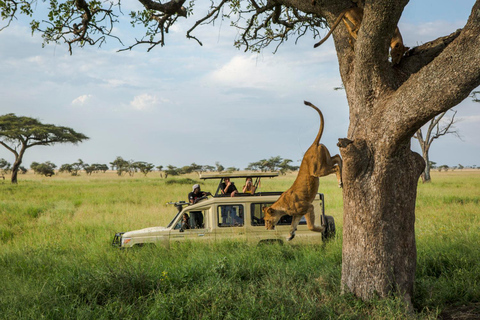 6-Day Masai Mara/Serengeti and Ngorongoro Crater