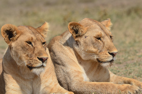 Arusha : 7 jours de safari au Serengeti et au Ngorongoro