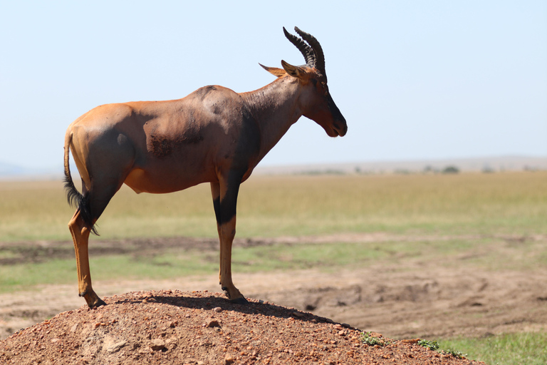 Viaggio di un giorno da Nairobi a Maasai Mara - AWNairobi: Escursione di un giorno nella Riserva Nazionale di Maasai Mara - Privato