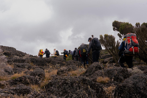 Moshi: Kilimanjaro Day Trip – Londorossi Gate hike to Shira