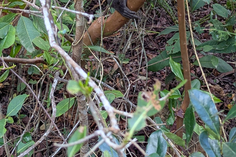 Zanzibar: The Rock, Paje Beach, Jozani Forest & Salaam Cave Prívate tour with No Hotel pick up and drop off.