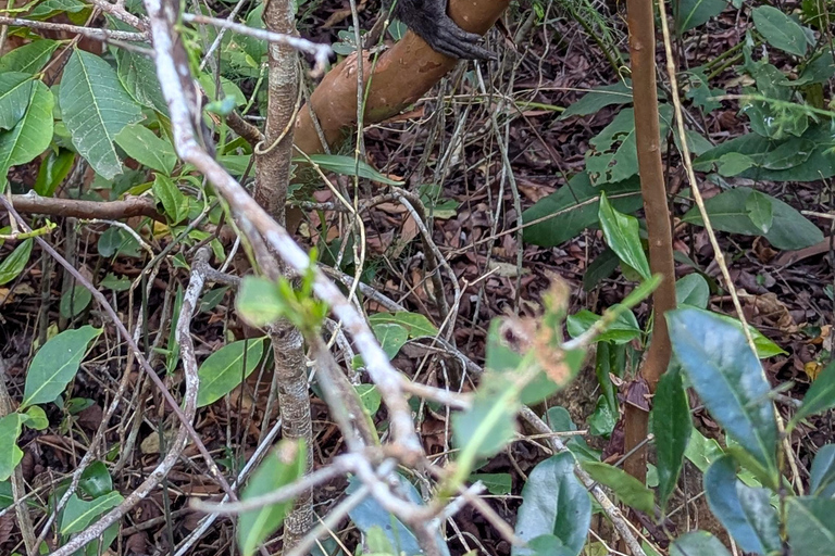 Zanzibar: The Rock, Paje Beach, Jozani Forest & Salaam Cave Prívate tour with No Hotel pick up and drop off.