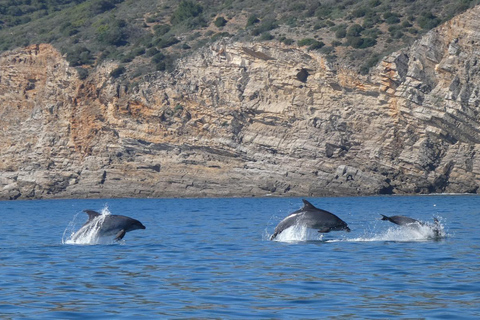 Arrábida natuurpark: dolfijnen spotten