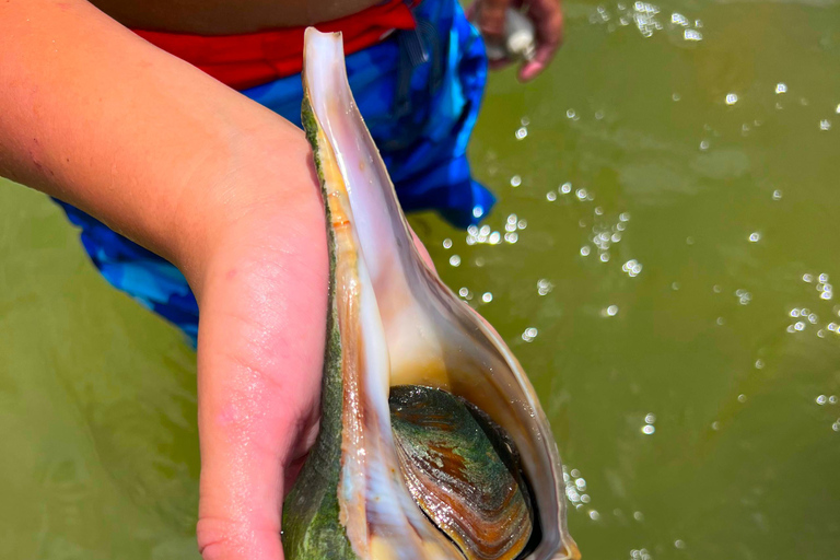 Bonita Springs Clear Kayak Tour with Dolphins & Manatees Crescent Tandem Kayak
