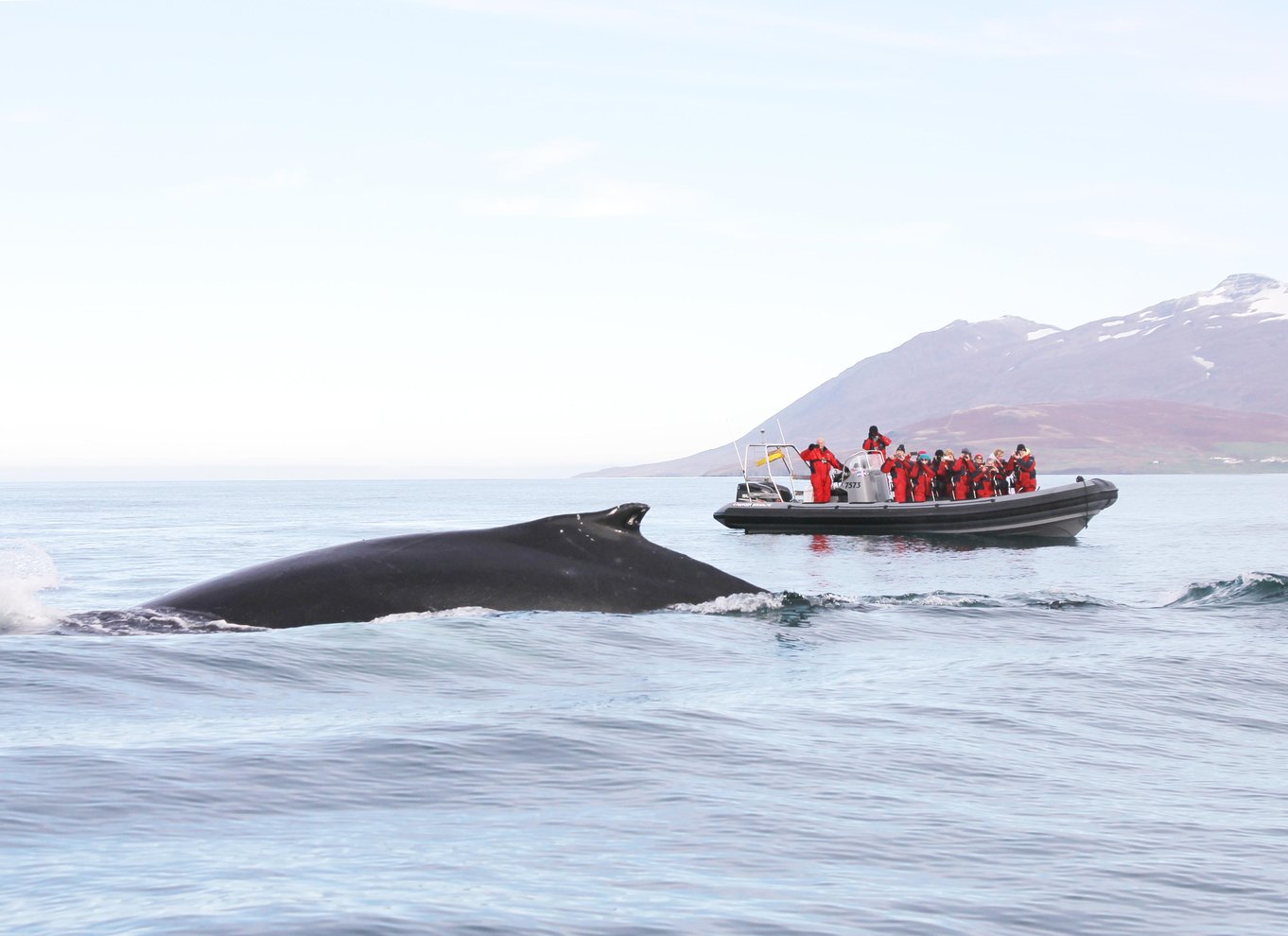 Akureyri: 2-timers hvalsafari med RIB-speedbåd