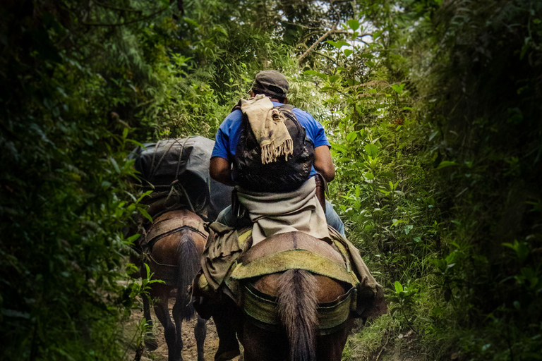 Fiji: Sabeto Valley Horseback Riding Tour