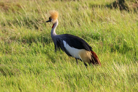 Overnight Safari to Amboseli from Nairobi