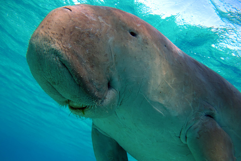 Coron: Dugong Watching and Snorkeling Tour with Lunch