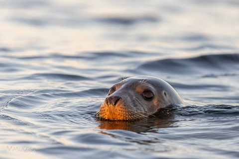 Estonia: Malusi Islands Seal-Watching Boat Trip