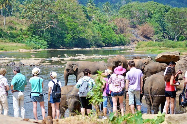 From Colombo/Negombo Kandy, Pinnawala, Tea Factory Day Tour