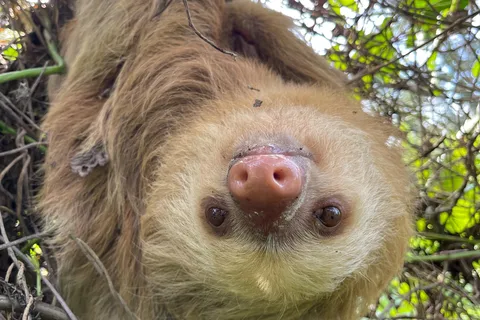 Puerto Limón: Tortuguero, Maratopia, Cahuita, plantación bananera y mucho más: Tour