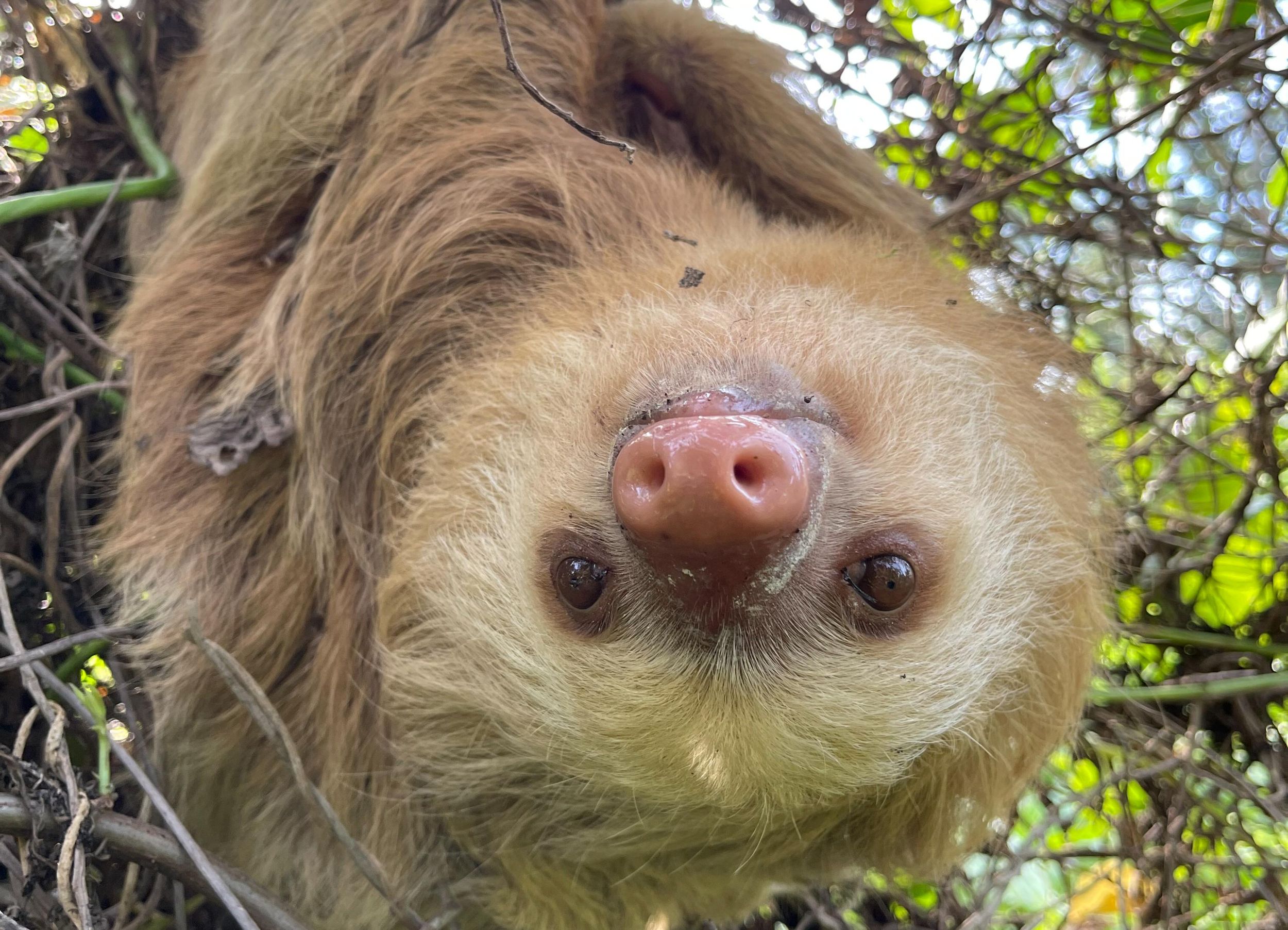 Puerto Limón: Tortuguero, Maratopia, Cahuita, Bananenplantage, uvm: Tour