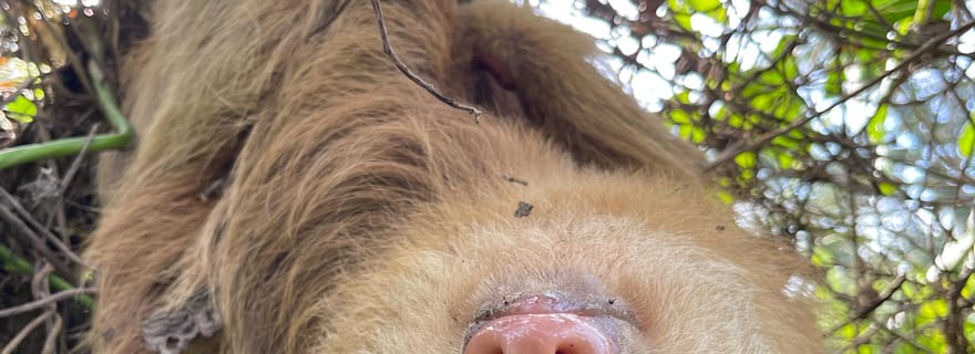 Puerto Limón : Tortuguero, Maratopia, Cahuita, plantation de bananes, et plus encore : Tour