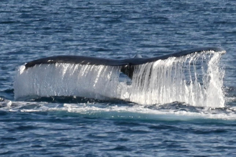 Winona Whale Watching Cruise - Maalaea Harbor