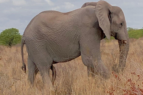 Windhoek: 3-Day Guided Safari in Etosha with Lodge