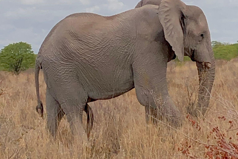 Windhoek: 3-Day Guided Safari in Etosha with Lodge