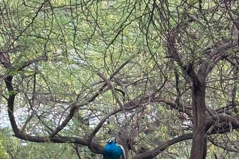 Delhi: Hidden-Gem Nature Oasis & Mudhouse Visit with Lunch