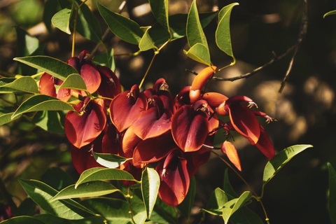 Half-Day Birdwatching in Buenos Aires