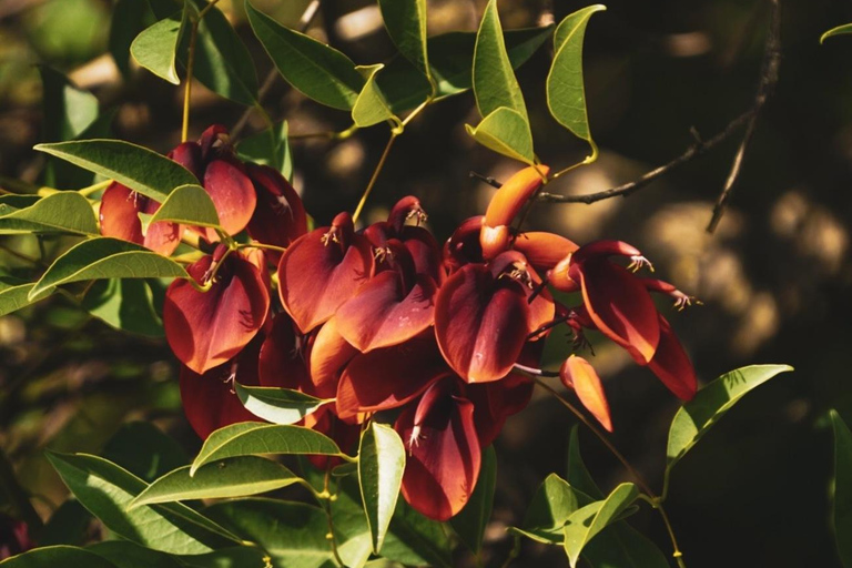 Half-Day Birdwatching in Buenos Aires