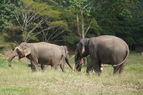Chiang Mai: Ethical Elephant Experience - Transfer Options A : Meeting Point Feeding, Walk with Elephants (No Transfer)
