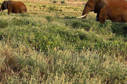 Mombasa/Diani: 2-Day Tsavo East Safari with Meals Private day tour to Tsavo East National Park - VAN