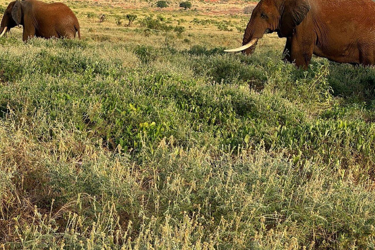 Mombasa/Diani: 2-Day Tsavo East Safari with Meals Private day tour to Tsavo East National Park - VAN