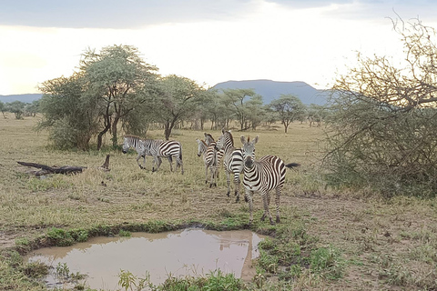 From Zanzibar: 2 days Tanzanian Game Safari (Mikumi park) Private 3days 2nights by boat (very chilling trip)