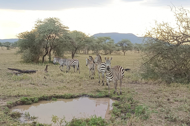 From Zanzibar: 2 days Tanzanian Game Safari (Mikumi park) Private 3days 2nights by boat (very chilling trip)