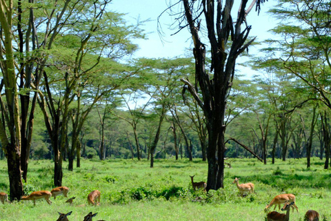 Nairobi: Lake Nakuru National Park and Lake Naivasha Tour