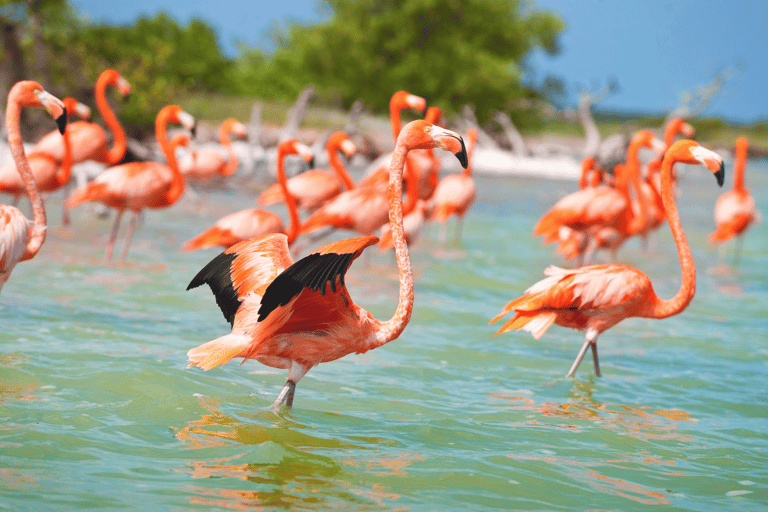 From Merida: Las Coloradas, Rio Lagartos & Beach Tour Desde Mérida: Tour Las Coloradas, Rio Lagartos y Playa