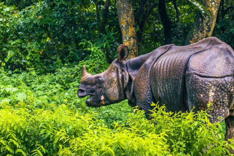 Pokhara : 1 nuit et 2 jours de safari à Chitwan