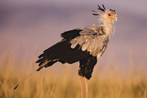 Safari en grupo de 6 días a Masai Mara, Lago Nakuru y Amboseli