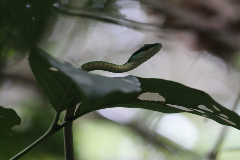 Parc national du Corcovado, station San Pedrillo, randonnée d&#039;une journée