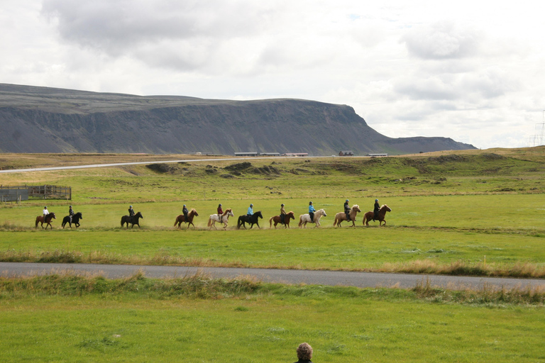 Hveragerdi: O passeio a cavalo de SiggiHveragerdi: O tour de Siggi 1,5 a 2 horas