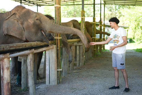 Chiang Mai: Jungle Jumbo Elephant Sanctuary with Waterfall