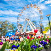 Sydney: Canberra Floriade Flower Festival & Mt Ainslie Tour
