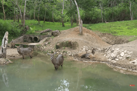 Cebu Safari: Experience Wildlife Up Close