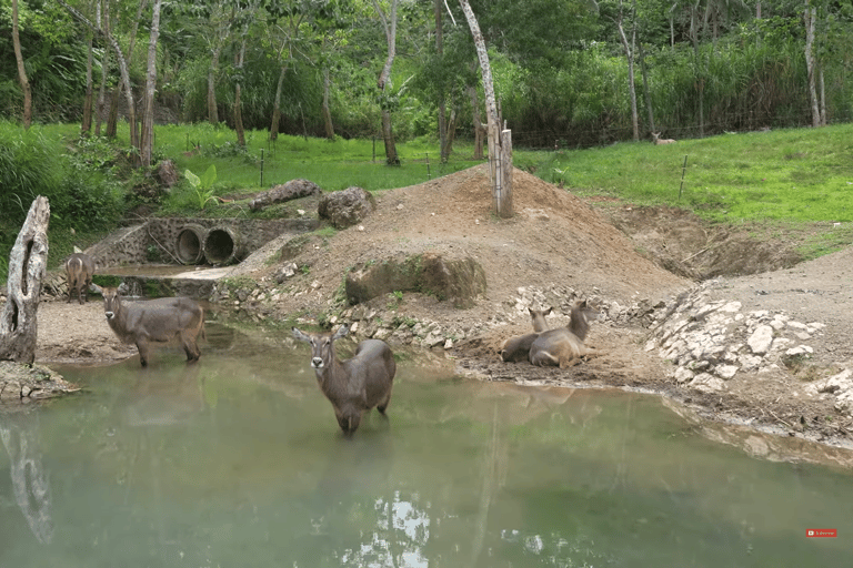 Cebu Safari: Experience Wildlife Up Close