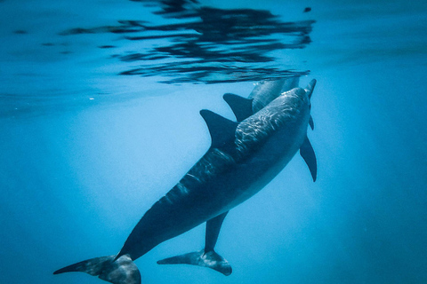 Honolulu: Private Waikiki Boat Cruises for up to 6 People