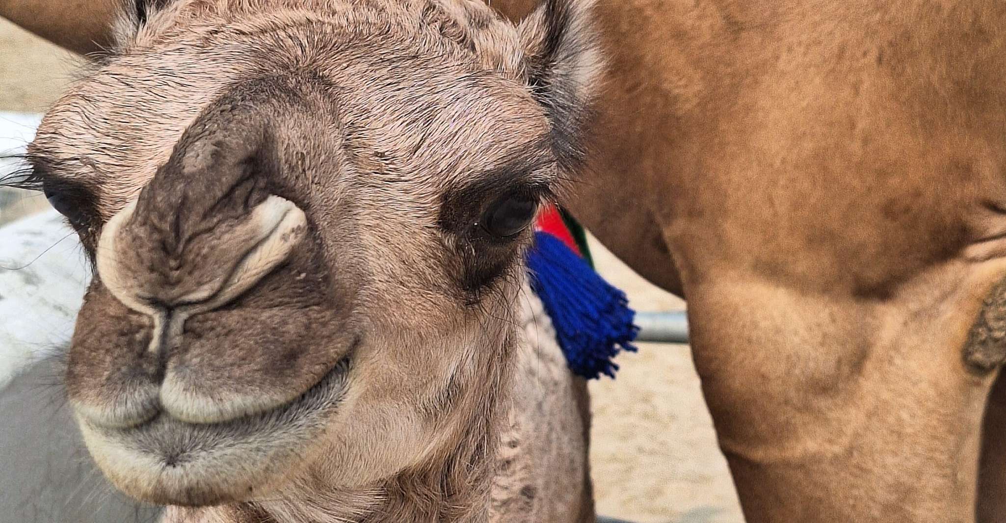 Bahrain in a Day from City Lights to Desert Landscapes photo 8